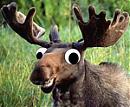 mr m00se's Avatar