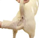 MAZDABATOR's Avatar